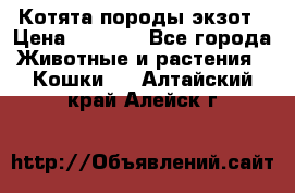 Котята породы экзот › Цена ­ 7 000 - Все города Животные и растения » Кошки   . Алтайский край,Алейск г.